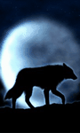 pic for Moon wolf 480x800